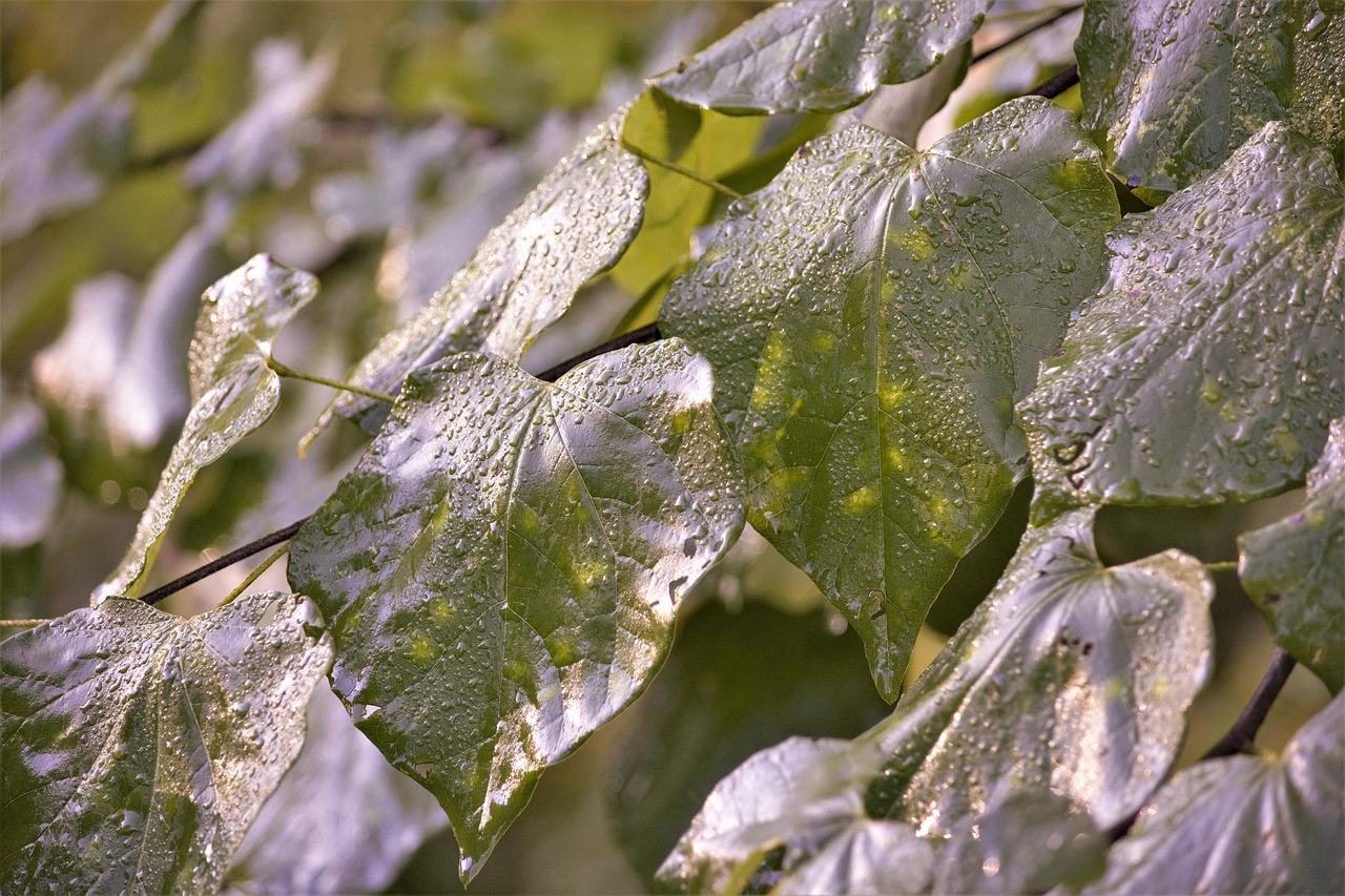 인간은 왜 설명 가능한 이야기를 선호하는가 인지과학으로 본 ‘서사 욕구’와 인과 착각의 함정
