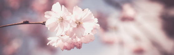 2025 진해 군항제 일정 및 벚꽃 축제