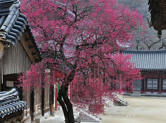 구례 화엄사 흑매 : 검붉은 색감이 압도적인 매화 성지