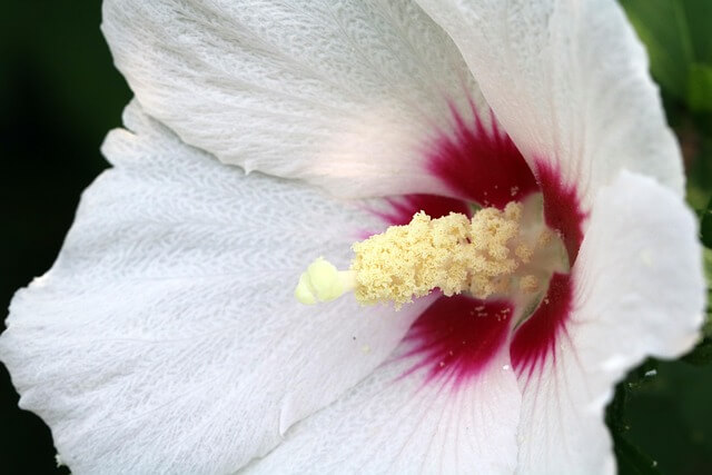 무궁화 다이어트 효과와 방법, 부작용