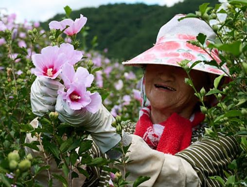 무궁화-다이어트-무궁핏