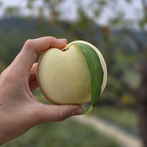 대전 베리 팜 설아복숭아