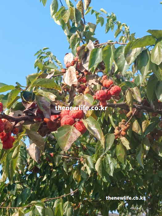 꾸지뽕 열매 효능 가바 성분