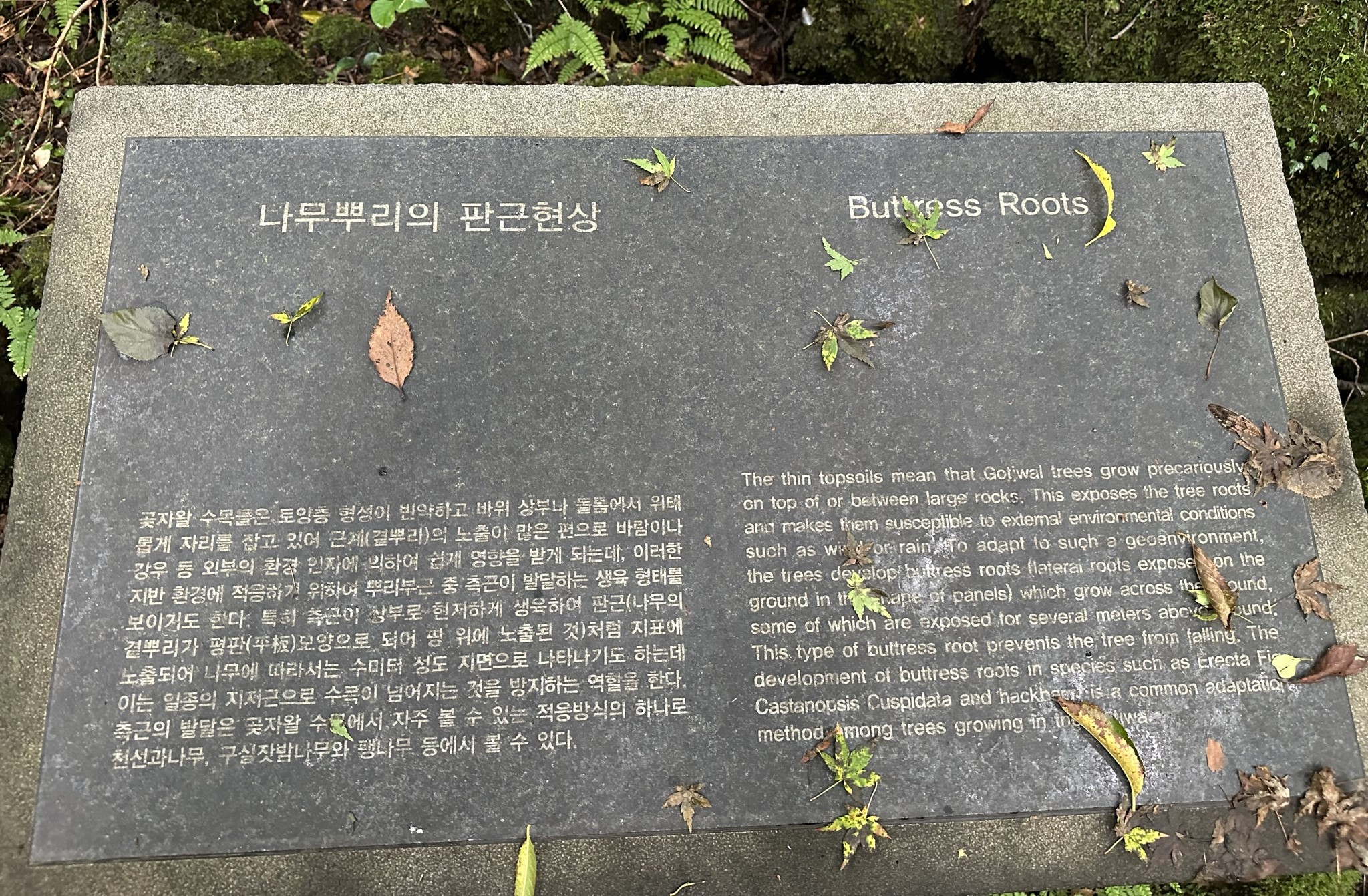 관찰로 설명