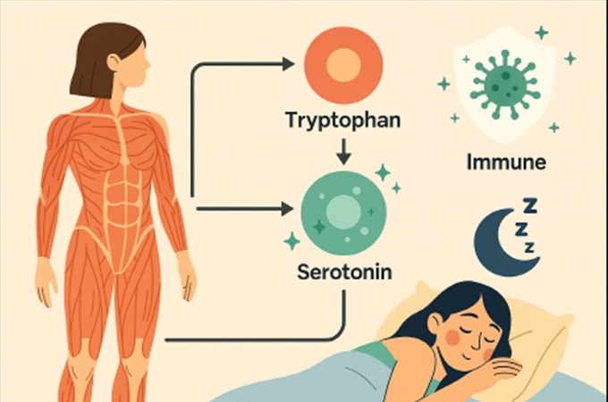 "단백질이 숙면에 필요한 이유를 인포그래픽으로 설명한 일러스트"