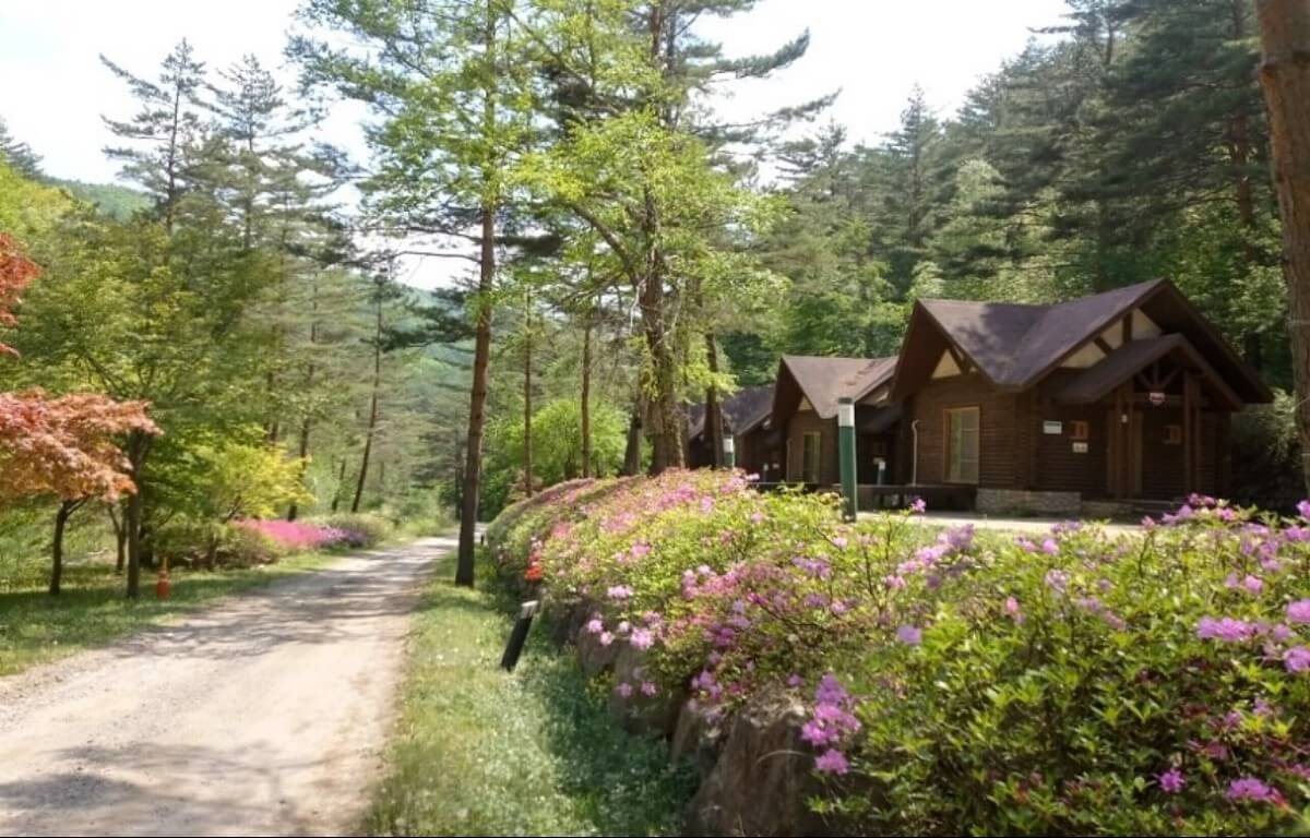 태백고원자연휴양림