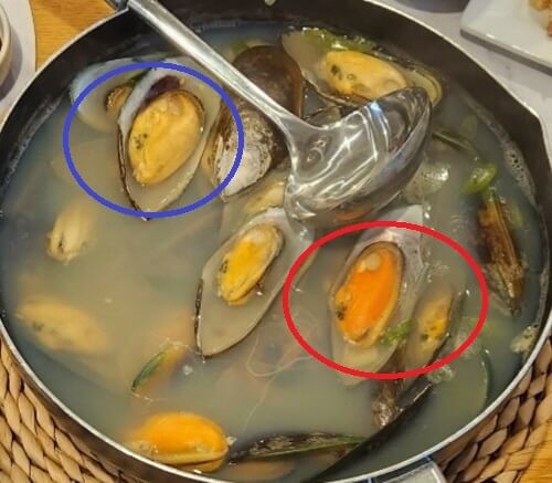 홍합-암수-구별