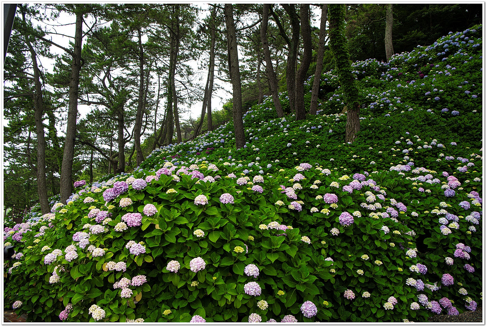 "당신도 드라마 주인공처럼"~핫플 드라마 관광지