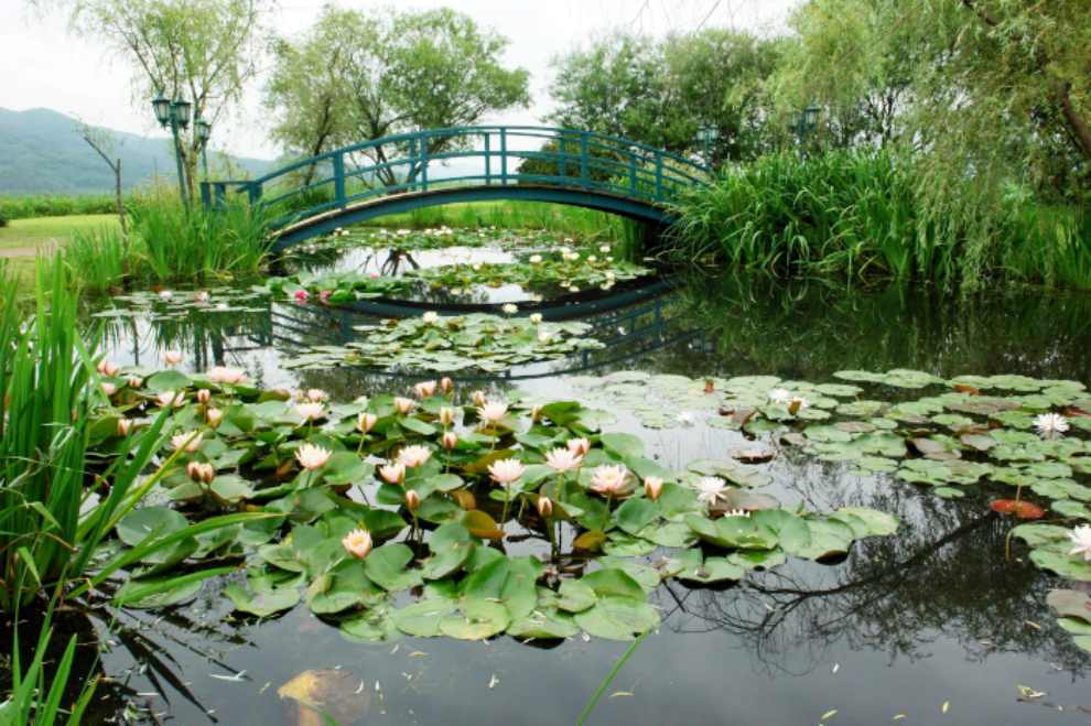 세미원 연꽃문화제