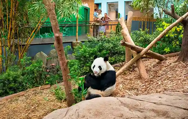 싱가포르 리버 원더스 양쯔강 구역에서 쉬고 있는 판다와 관람객들