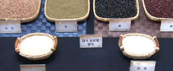 곡류 종류 입니다