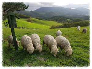 대관령 양떼목장