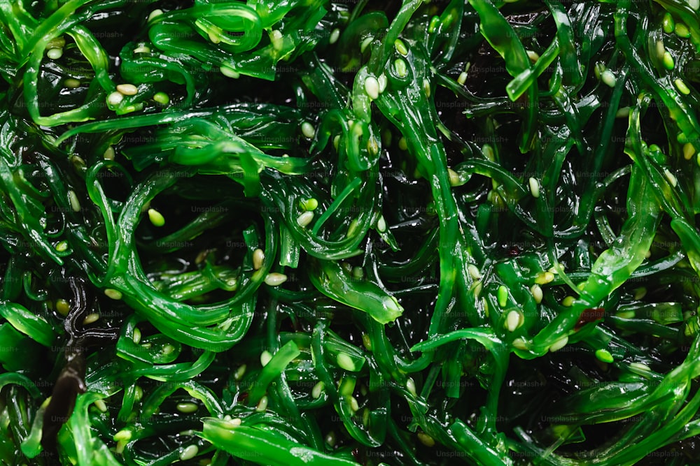 해초 관련 이미지