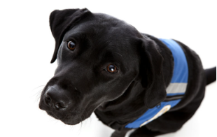 개의 안진, 눈이 흔들리고 있다