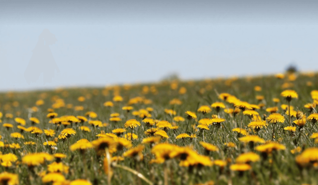 간 기능에 좋은 음식 사진 - 6