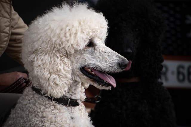 canine atopic dermatitis