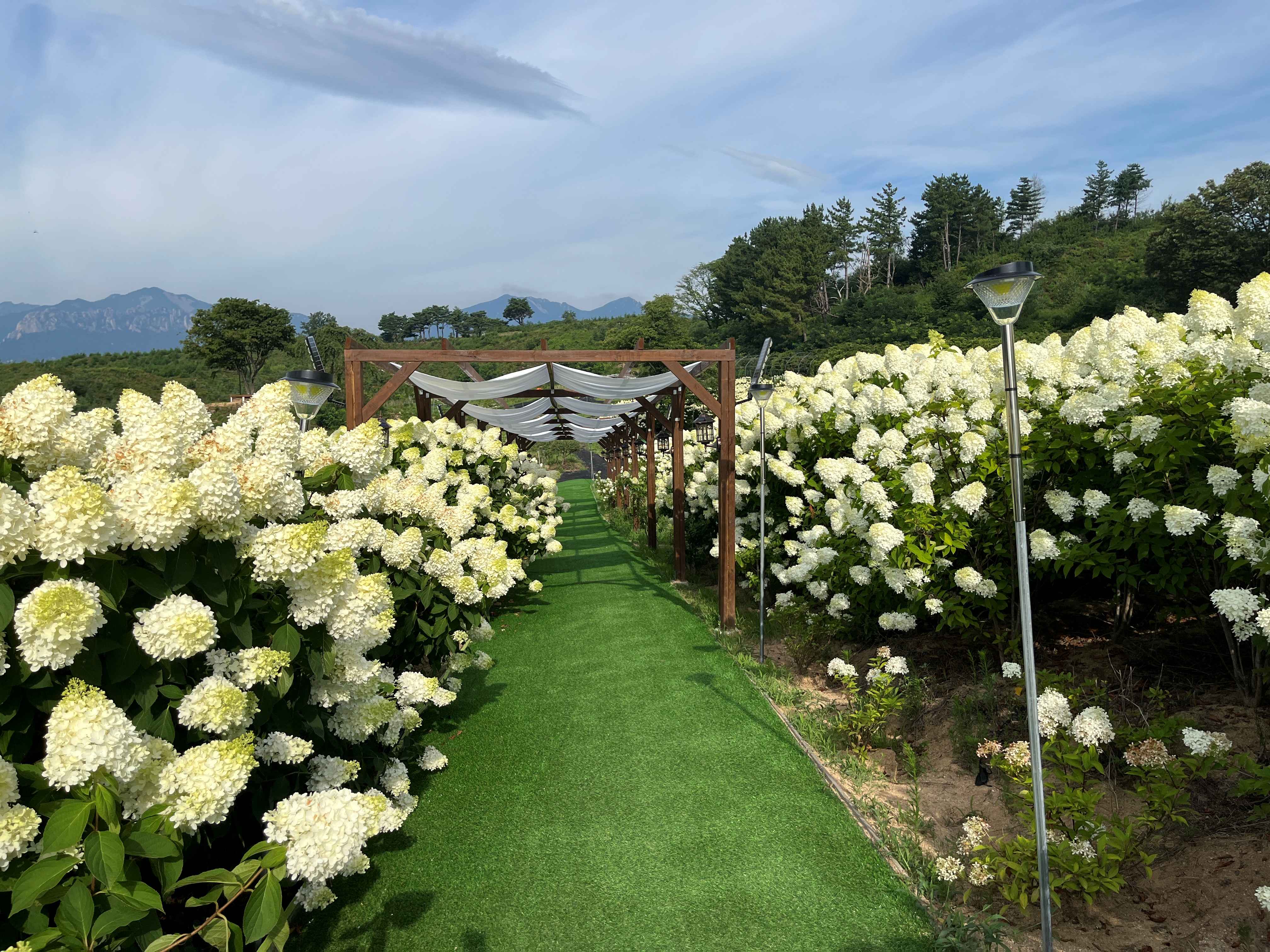 속초 영랑호 수국축제 속초수목농원
