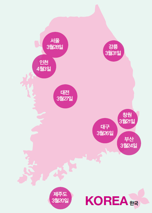 국내 벚꽃 명소 개화시기