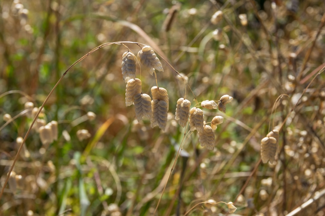 Buckwheat