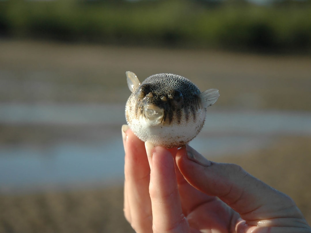 Puffer