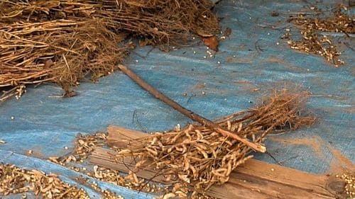 메주콩-노란콩-백태-흰콩-타작-정선작업