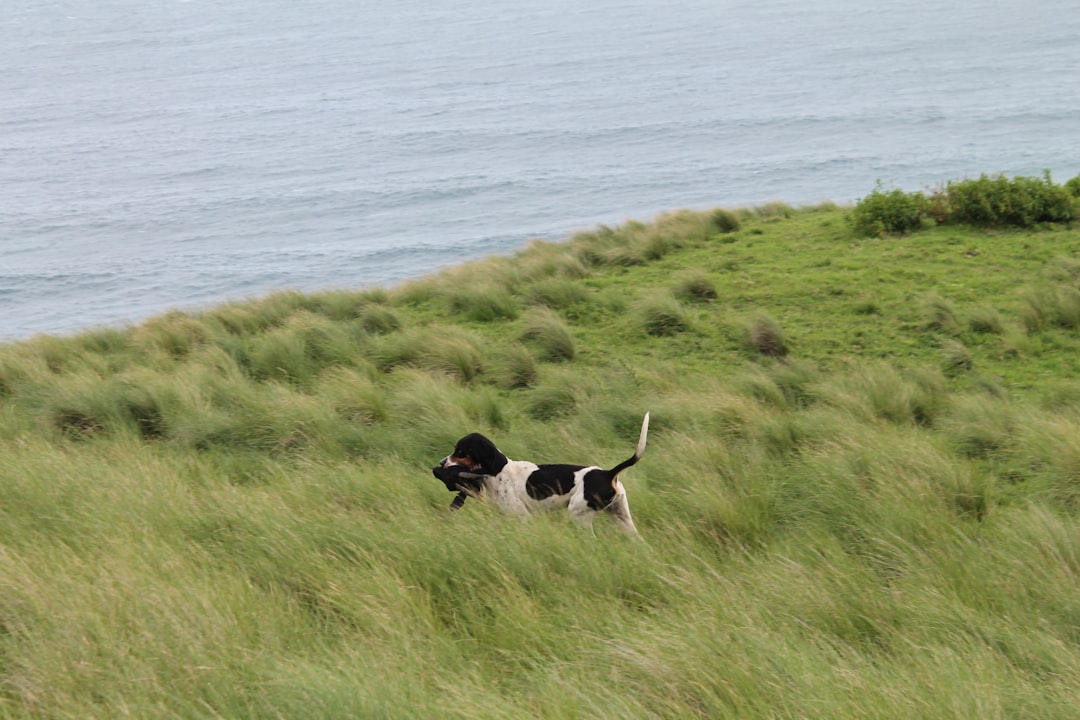 Pointer
