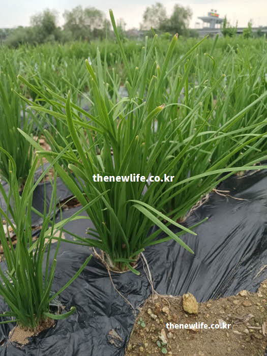 부추 효능 해독 작용 비타민 A