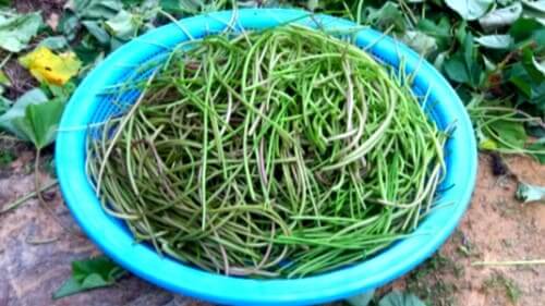 고구마순-줄기-손질하기-다듬기