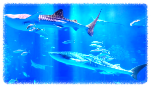 츄라우미 수족관