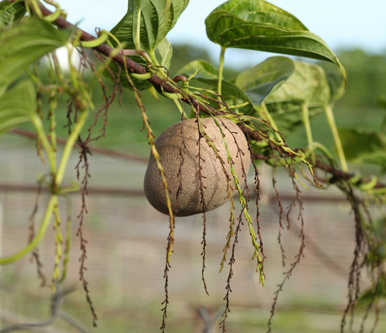 하늘마 효능 11가지 총정리