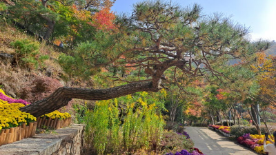 단풍명소_화담숲_하경정원