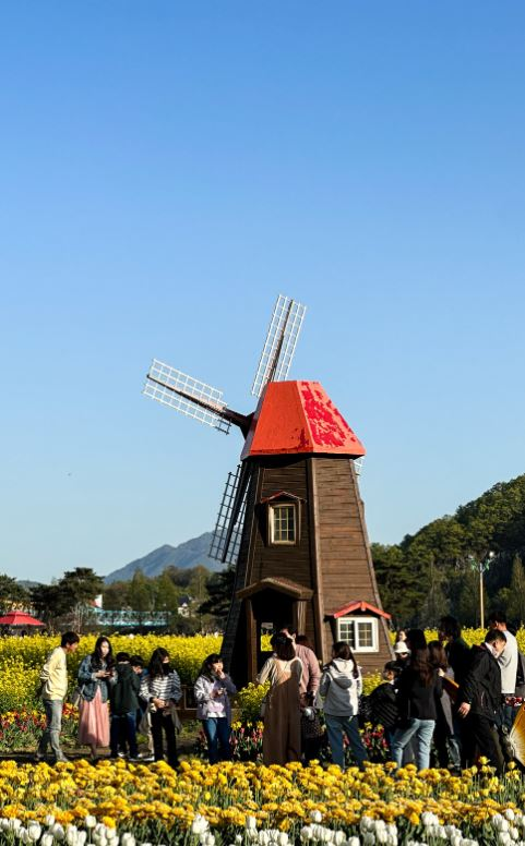 창녕 유채꽃축제.낙동강 유채축제_2023년.행사안내