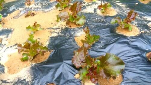 홍상추-생장모습