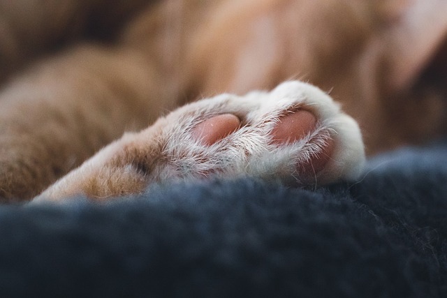 고양이 발바닥 사진