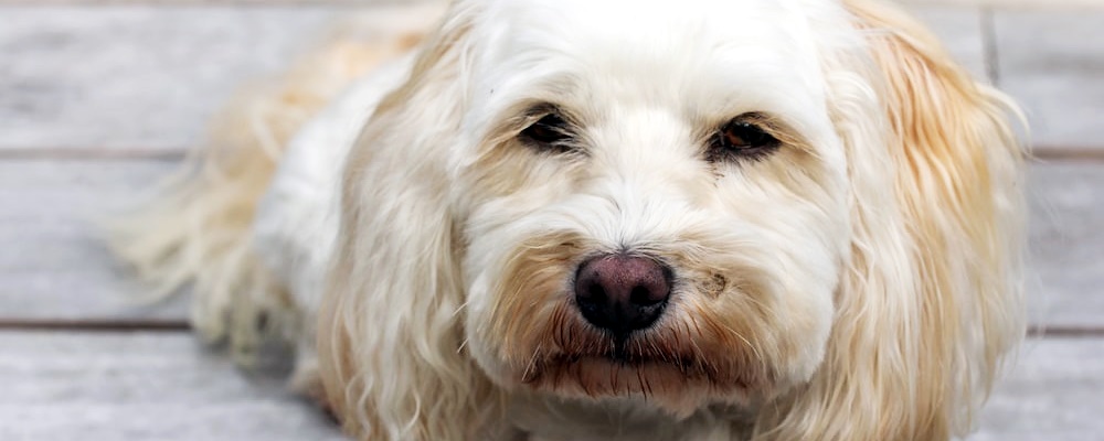 강아지 혼내는 방법 11