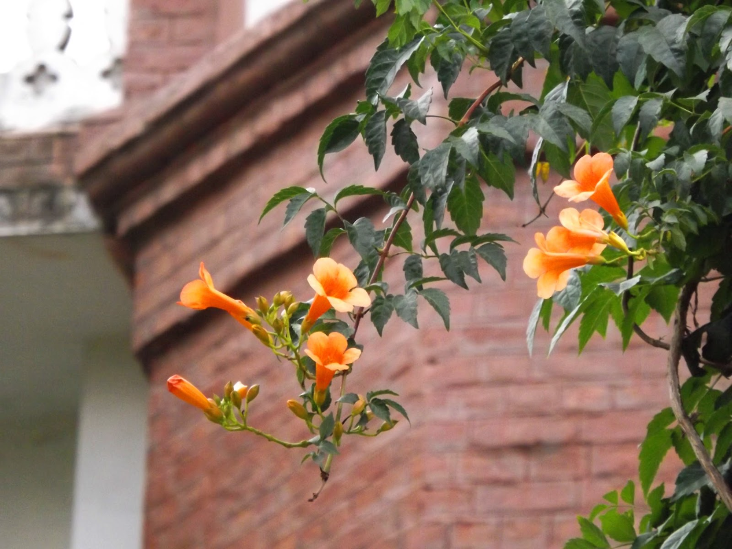 능소화 꽃말 묘목 키우기 꽃 명소 개화시기 전설 독성 삽목 시모음