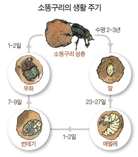소똥구리의 삶 알에서 성충까지의 여정