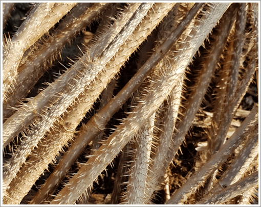 가시오가피 줄기 data-ke-mobilestyle=