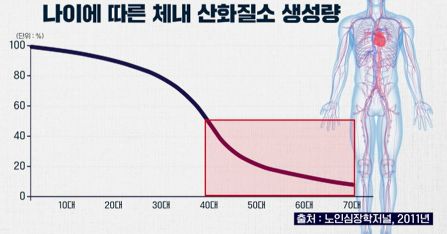 아르기닌의 효능 