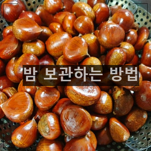 밤 보관하는 방법 [생밤, 찐밤, 삶은밤, 깐밤]