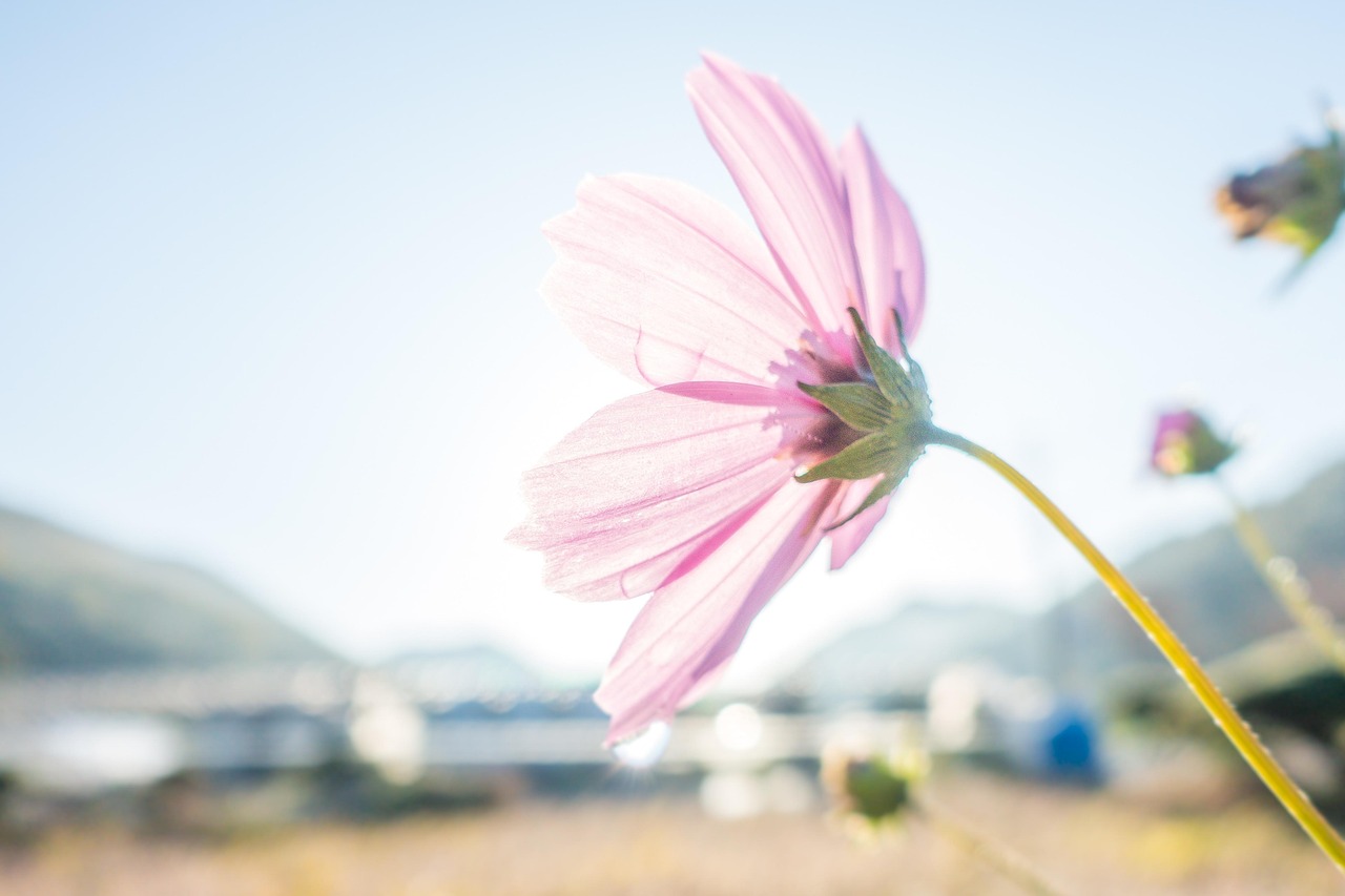 바다와 어우러진 코스모스 군락