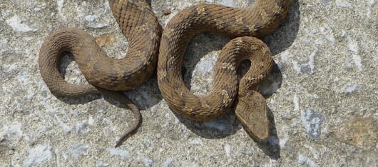 독사에게-물리는-꿈