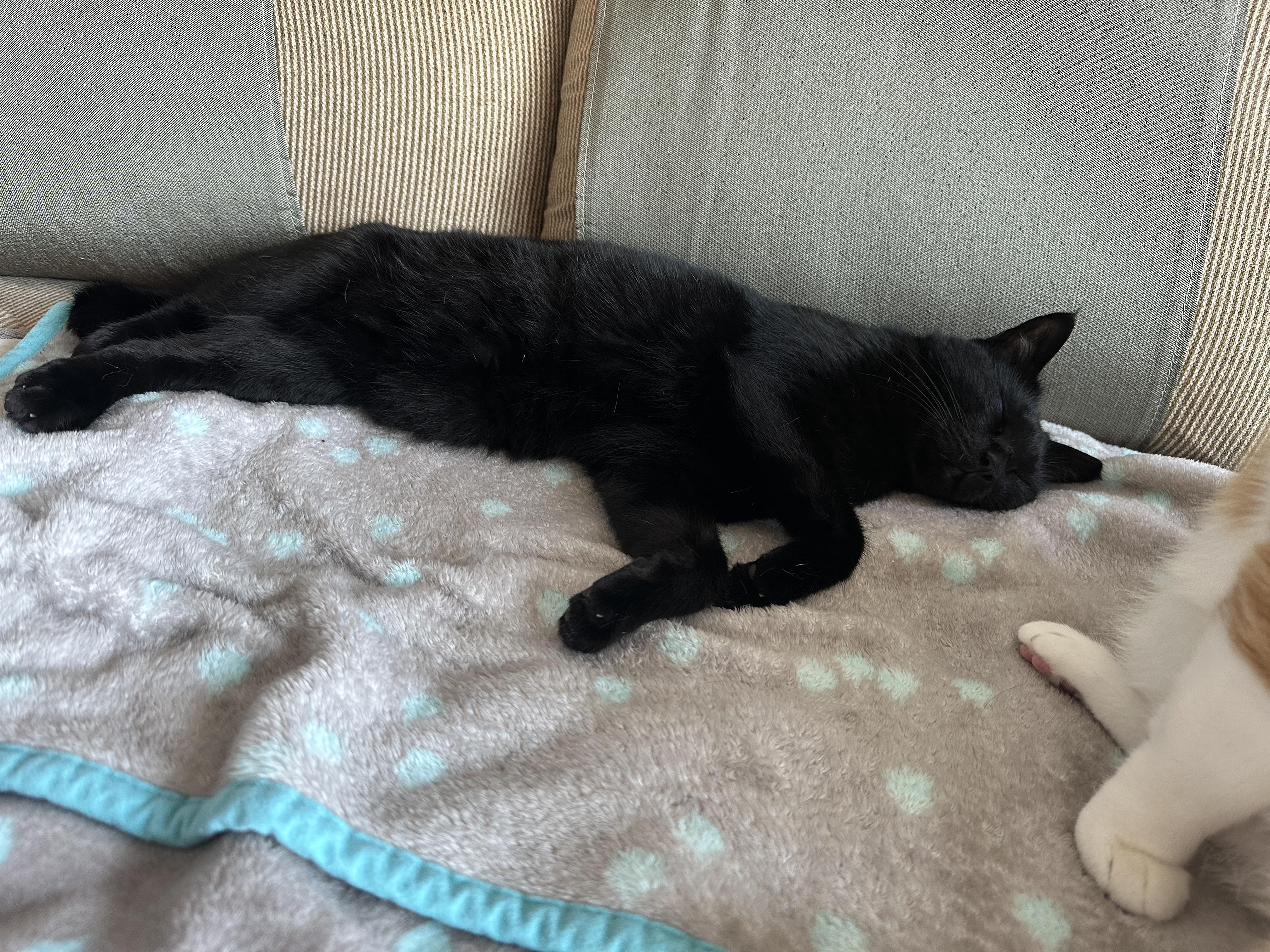 치즈냥이 호야와 올블랙 건이의 달달한 브로맨스 (feat. 달달한 호야와 딸같은 아들고양이 건이)