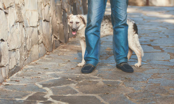 리드 줄(목줄)에 대한 거부감