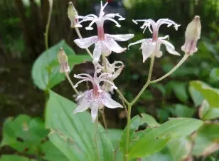 국립한국자생식물원-입장료-운영시간-할인-방법
