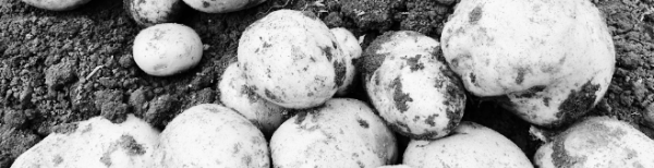 감자 심는 시기, 감자 심는 방법 3월 중순 ~ 4월 초