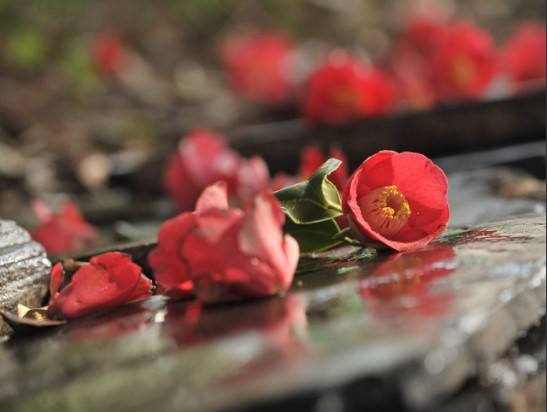 동백꽃 명소 동백나무 숲 명소 TOP 10