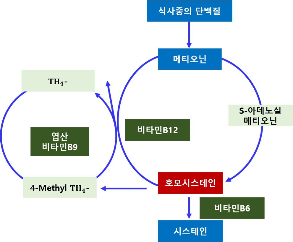 고혈압