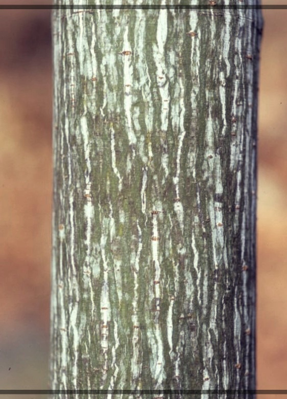 벌나무즙 효능 효과 부작용