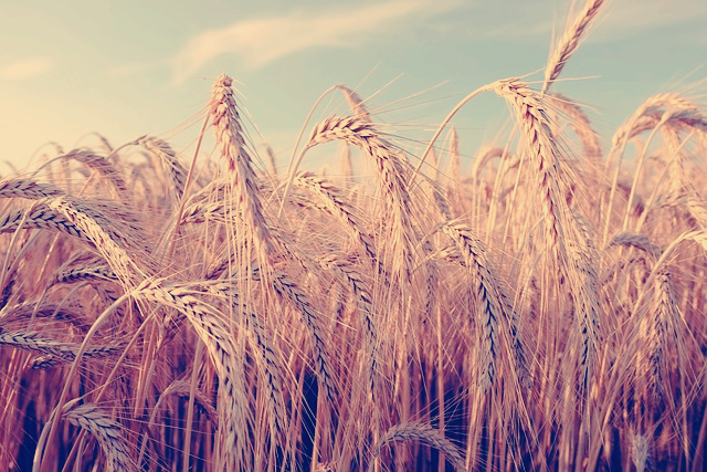 파로 곡물 효능